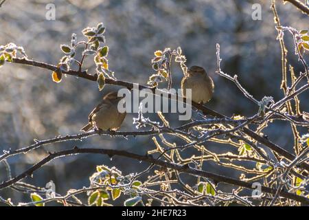 Two female house sparrows (Passer domesticus) perched in frost covered rose bush on a winter morning Stock Photo