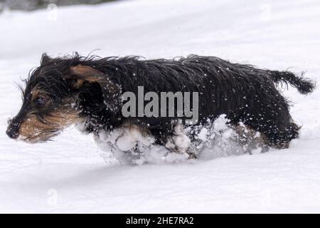 Miniature wire haired dachshund teckel puppy (5 months old) running through the snow on a winter day Stock Photo