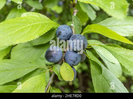 Früchte des Schwarzdorn (Prunus spinosa) Stock Photo