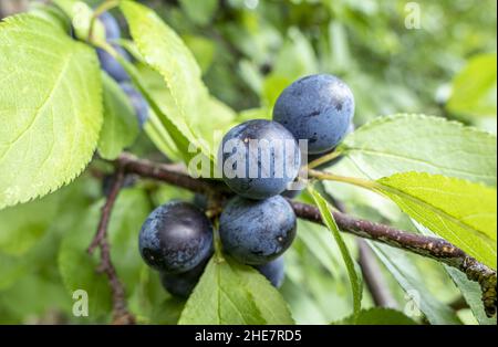 Früchte des Schwarzdorn (Prunus spinosa) Stock Photo