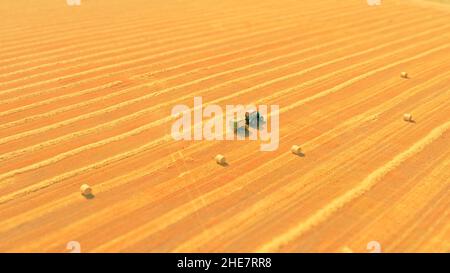 Tractor with Hay Baler compress a cut and raked hay and wheat straw into compact cylindrical bales on yellow dry field: aerial drone view shot. Making Hay Bales with Hay Baler using Farm Machinery. Stock Photo