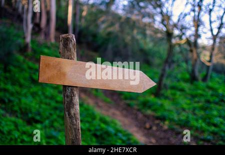 Wooden forest sign. Blurry background. Copy space. Stock Photo