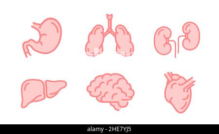 Set of human internal organs like brain, kidneys, lungs, liver, heart and stomach, simple pink medical icons isolated on white Stock Vector