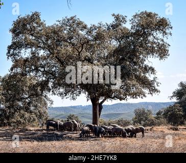 Herd of pigs in the field freely eating Stock Photo