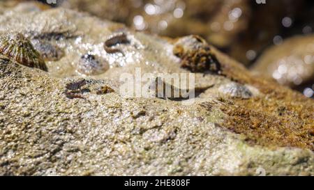 Barred mudskipper (Periophthalmus argentilineatus) in red sea. Stock Photo
