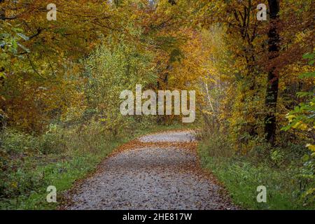 Hiking trail through beech forest in autumn, Bavaria, Germany Stock Photo