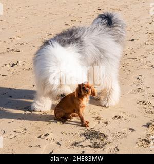 A dog cavalier king charles, a ruby puppy on the beach with a bobtail Stock Photo