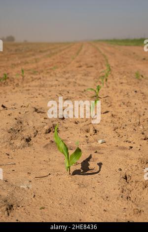 Selective focus on a young corn plant in an agriculture field. Planted in a semi arid area.  In the background is a row of corn plants Stock Photo