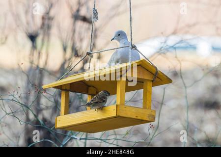 A wooden feeder like a house where a sparrow is sitting and a pigeon sitting on a feeder Stock Photo