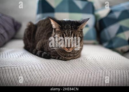 Sad and lonely tabby cat lying on the sofa at home. Stock Photo