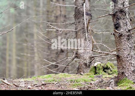 Shot of cut and dead trees without leaves and grass on dry ground in a forest Stock Photo