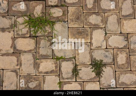 Selection of different weeds growing from a concrete pavement Stock Photo