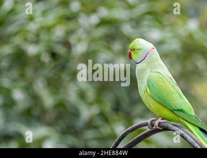 Rose ringed parrot resting on a pipe on green back ground Stock Photo