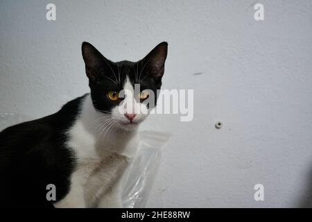 Cute black and white cat staring at the viewer with big orange eyes Stock Photo