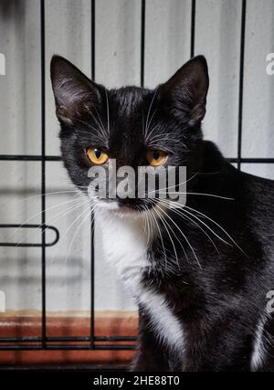 Portrait of a cute black and white cat with long white whiskers staring at the viewer from the cage Stock Photo