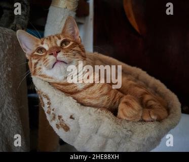 Cute orange tabby cat looking up while lying in its small cozy bed at home Stock Photo