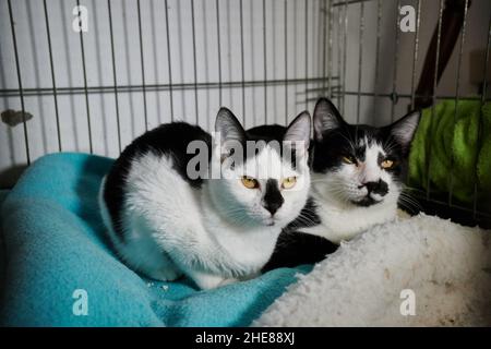 Black and white domestic cats with big yellow eyes lying in their bed in a cage at home Stock Photo