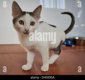 Small black and white scared domestic kitten walking towards the viewer at home Stock Photo