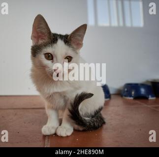 Small black and white scared domestic kitten sitting on the floor at home Stock Photo