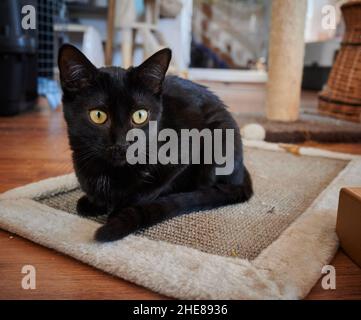 Cute domestic black cat with big yellow eyes staring at a distance while lying on a small carpet Stock Photo