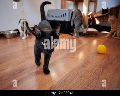 Cute black domestic cat walking towards the viewer and other cats playing in the background at home Stock Photo