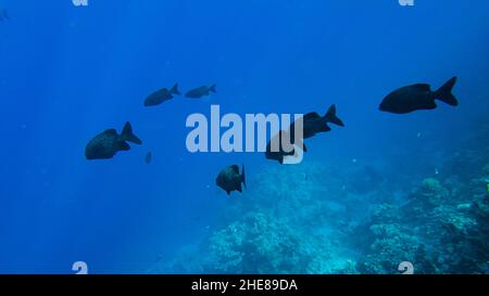 Kyphosus sectator in the blue water of the red sea. Stock Photo