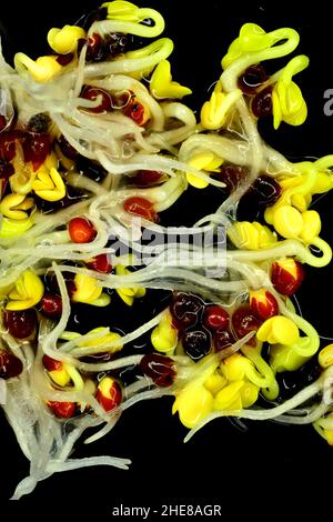 Broccoli Sprouts, Closeup Of The Germs Stock Photo