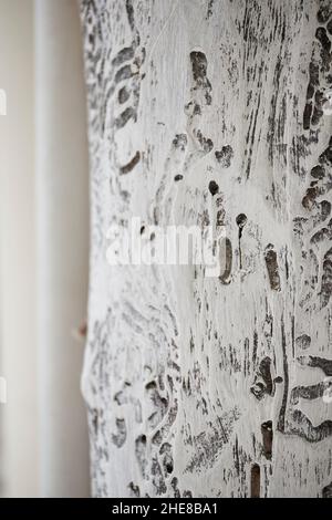 piece of white washed wood with texture Stock Photo