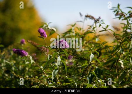 A selective focus shot of a summer lilac flower with a butterfly standing on it in the garden on a sunny day Stock Photo