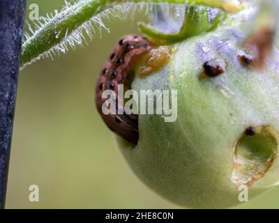 A closeup of a spotty stripy caterpillar eating its way through an unripe green tomato that has tiny hairs poking out from the stem, Australia Stock Photo