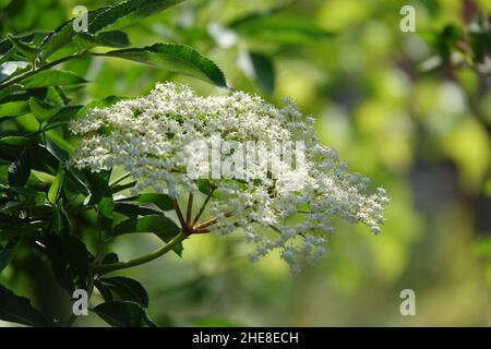 Blooming Elder Flower, Sambucus Nigra Stock Photo