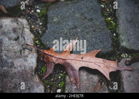 Closeup shot of a dead yellow leaf on a wet old cobblestone pavement street floor Stock Photo