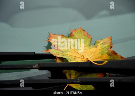 Autumnal Colored Maple Leaf On Windshield Wipers Stock Photo