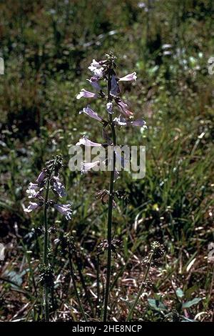 Salvia lyrata NRCS-1-2x3. Stock Photo