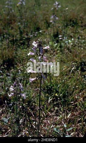 Salvia lyrata USDA. Stock Photo