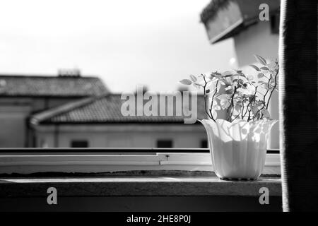 Black and white horizontal picture. White flower pot with small rose. Growing flowers. Spring and growth. Open window, yellow houses in background Stock Photo