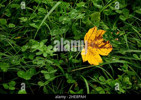 Autumnal Colored Maple Leaf On Grass Stock Photo