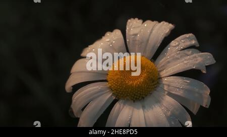 Close up of drops of dew on a camomile soft flower. Droplets of rain water falling down on white tender petals of chamomile flower bed isolated on blu Stock Photo