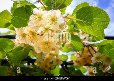 Springtime brings the kiwifruit vines out in blossom on an orchard in the North Island, New Zealand Stock Photo