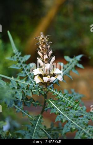 Acanthus montanus also known as bear's breech or mountain thistle Stock Photo