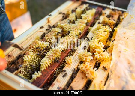 Open hive with bees drew nice straight comb on this foundation-less frame . light comb was used for honey storage. Brace comb is one of the many types Stock Photo