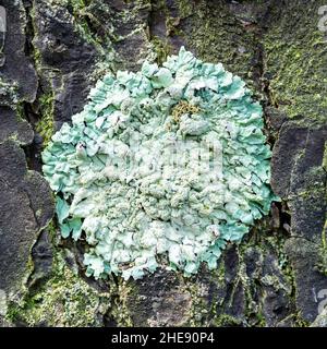 Lichen Parmelia sulcata on pine bark in the forest, close-up Stock Photo