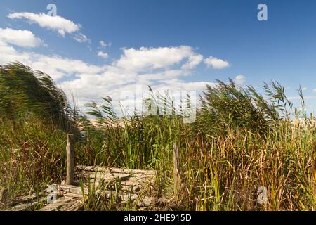 sand dunes and sky behind the green foliage on a windy day Stock Photo