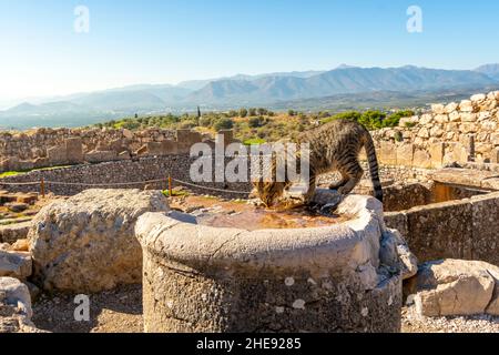 A stray Greek tabby cat drinks water from an ancient ruin in the fortress of Mycenae, Greece. Stock Photo