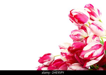 Banch of colorful pink with white  spring tulip flowers ,  on white a background.  Floral design with a copyspace. Stock Photo