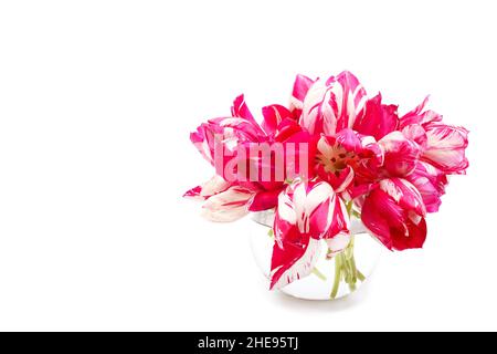 Banch of colorful pink with white  spring tulip flowers , in a metal blue vase on white a background.  Floral design with a copyspace. Stock Photo