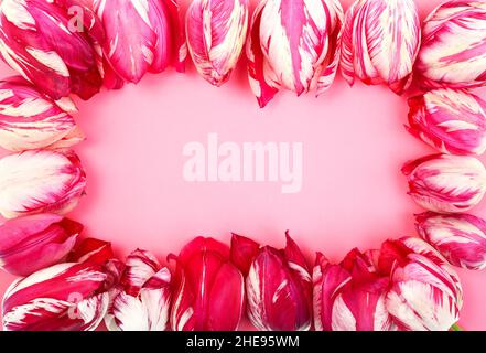 Banch of colorful pink with white  spring tulip flowers ,frame  on a pink  background.  Floral design with a copyspace. Stock Photo