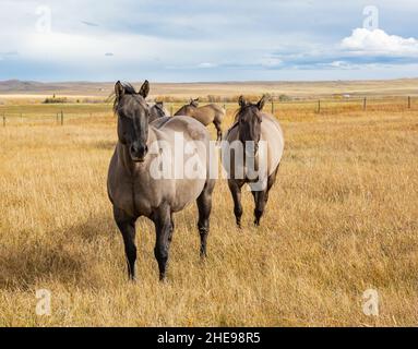 Grullo horses in the autumn sunny day. No people, copy space for text, selective focus, travel photo Stock Photo