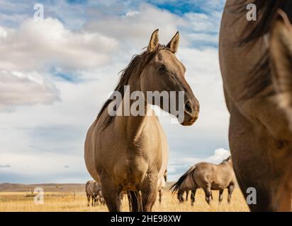 Free grullo horses in the autumn sunny day. No people, copy space for text, selective focus, travel photo Stock Photo