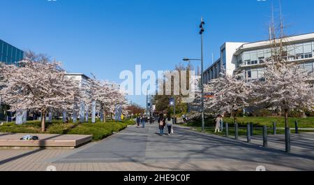 University of British Columbia (UBC) campus. Cherry blossom flowers in full bloom. Vancouver, BC, Canada. Stock Photo